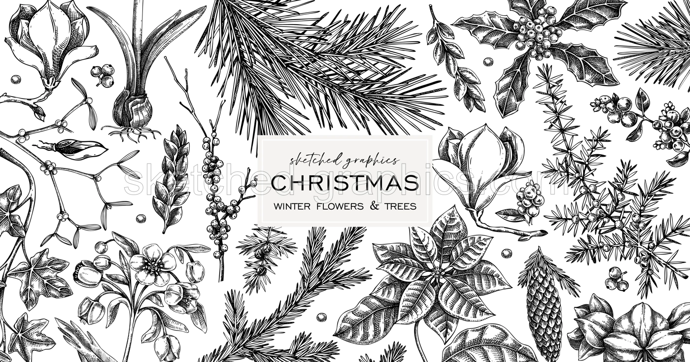 Merry Christmas cbackground. Winter botany frame design. Conifer trees, winter flowers, evergreen plants sketches. Hand drawn vector illustration. NOT AI generated Illustration